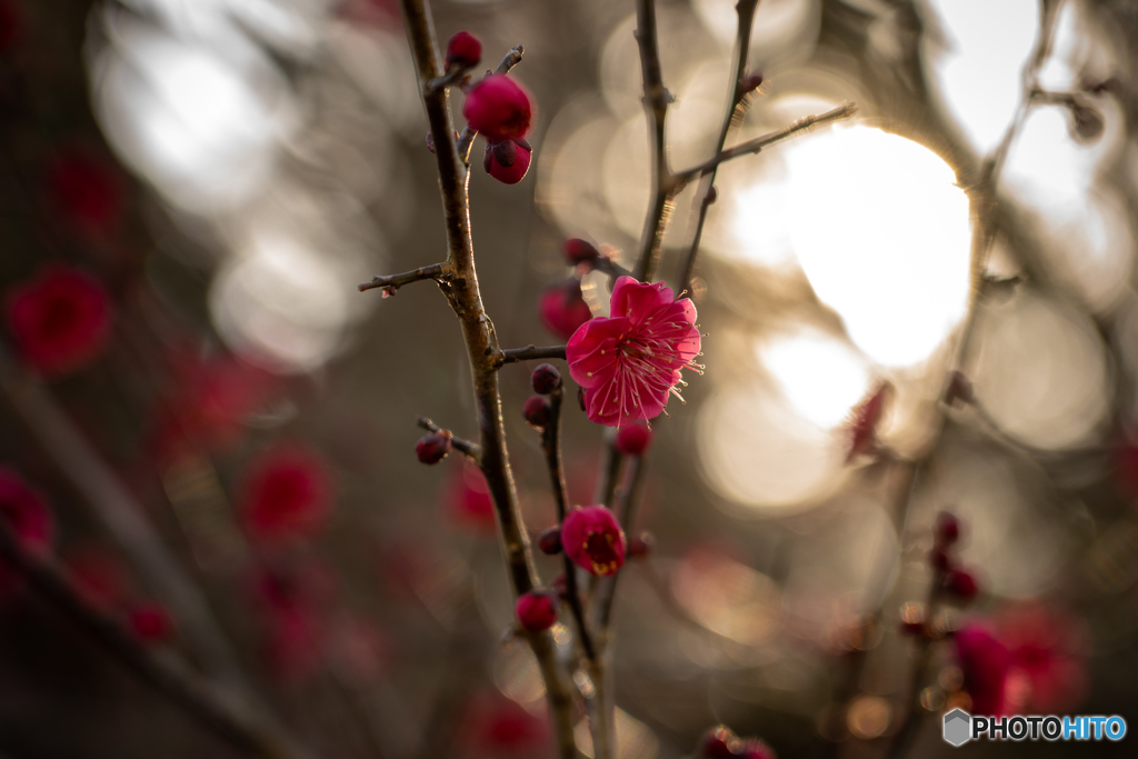 紅梅