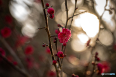紅梅
