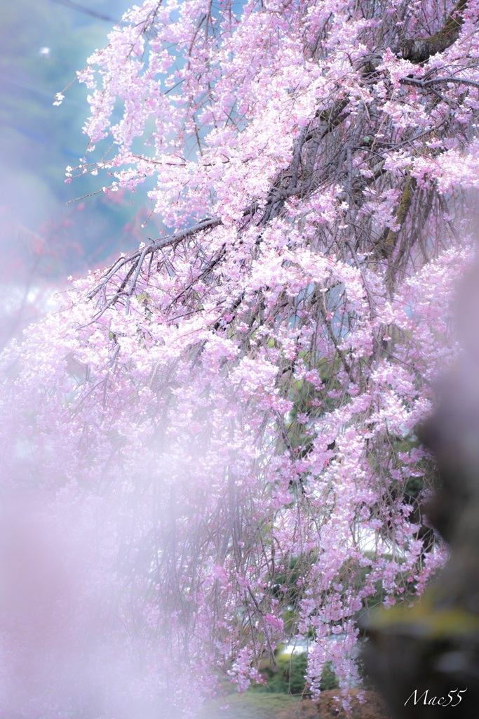 枝垂れ桜