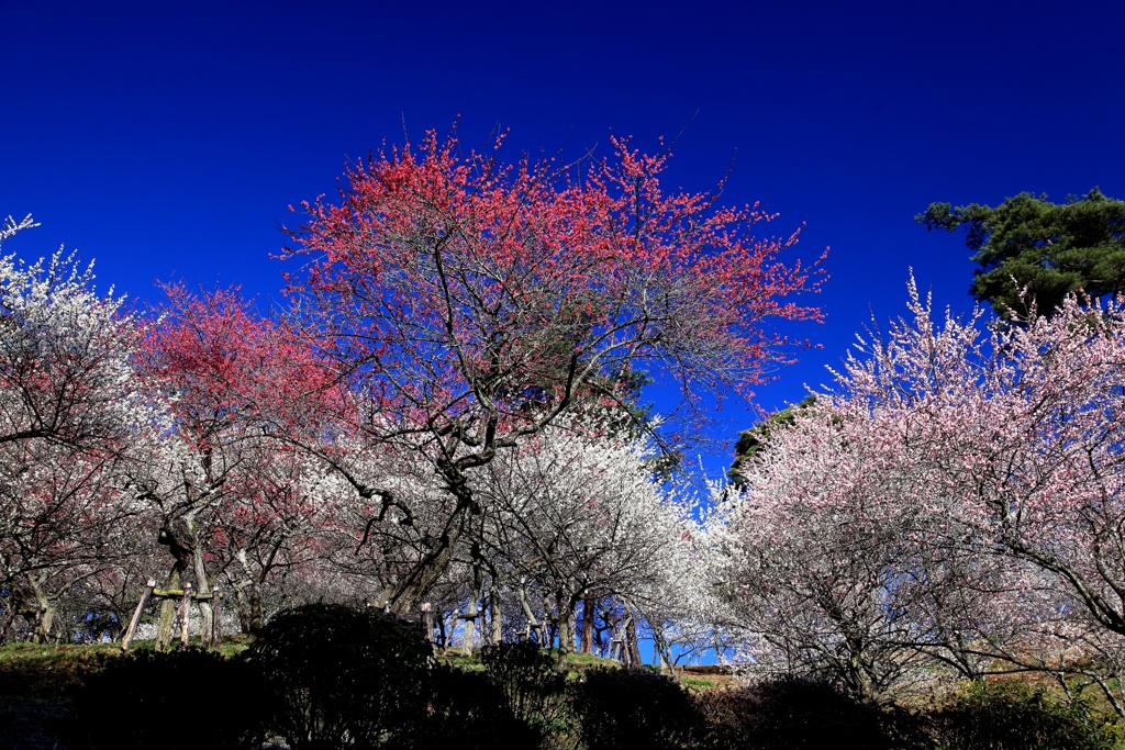 春の青空