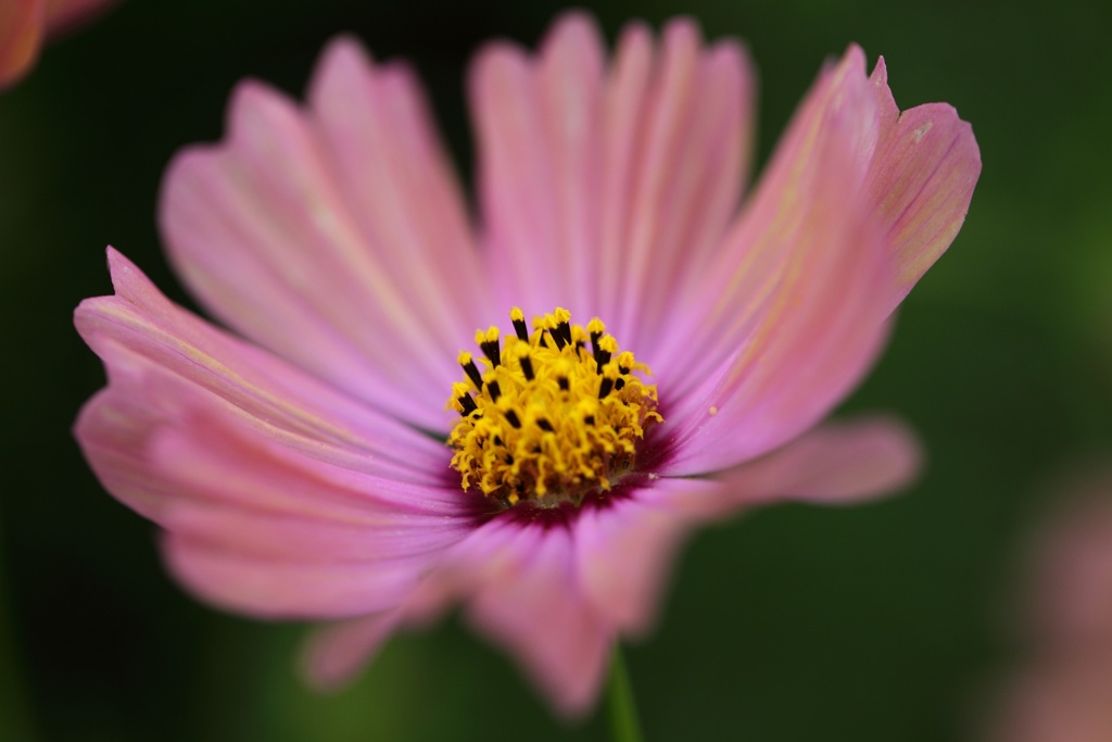 秋桜