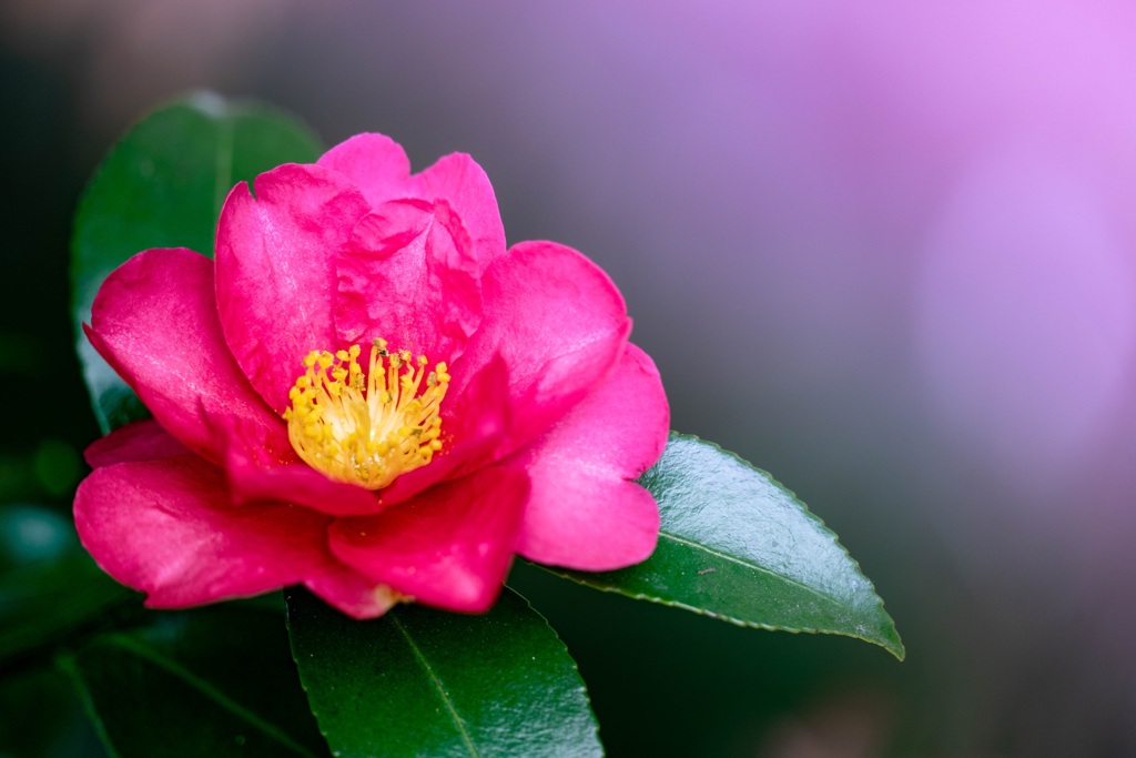 山茶花の咲く頃