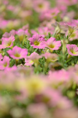 紫の花
