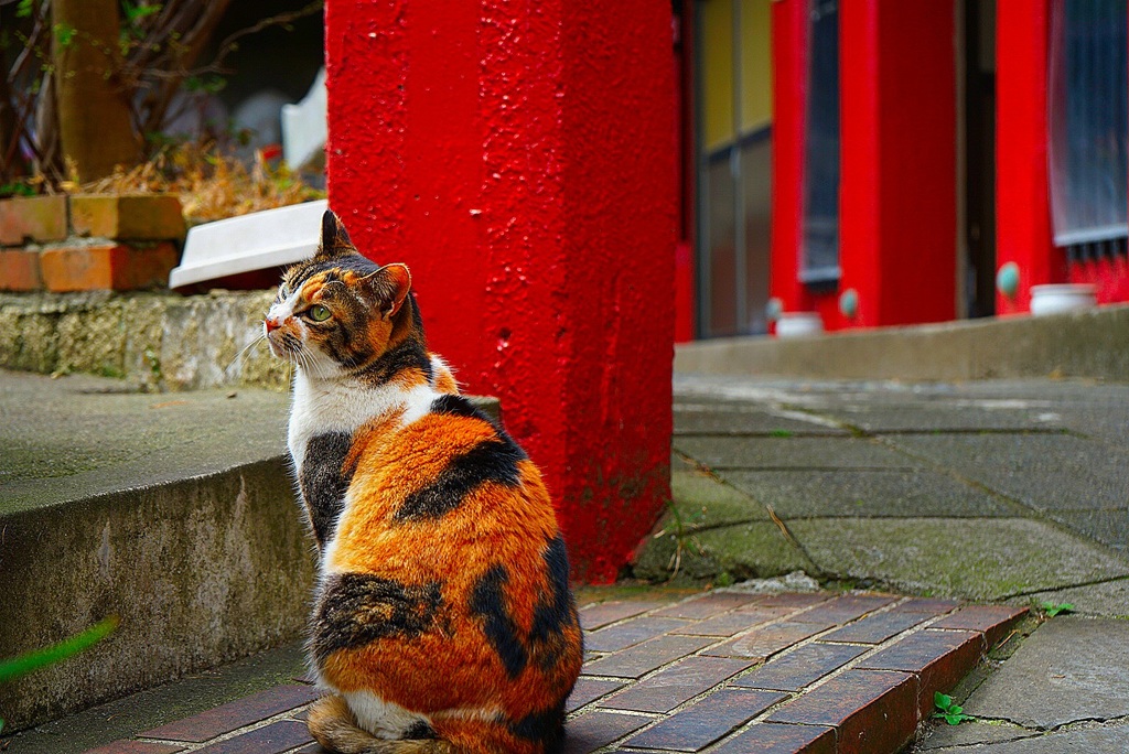 見返り美猫