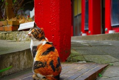 見返り美猫