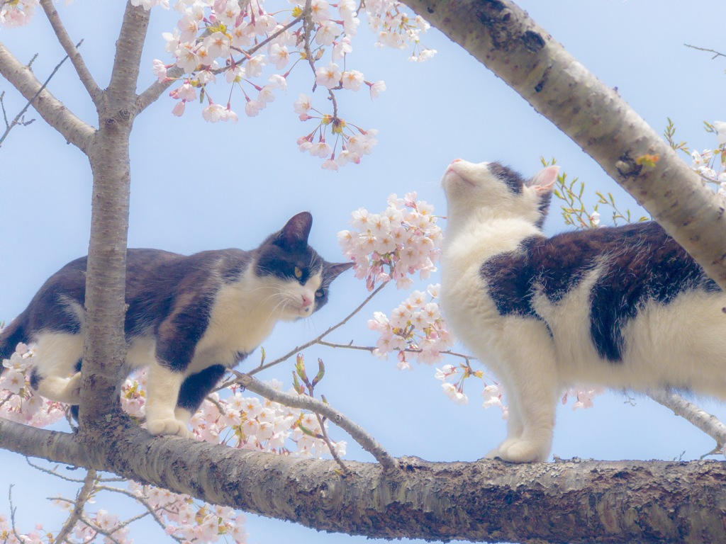 偉そうな猫 By Yuta0424 Id 写真共有サイト Photohito