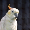 インコ