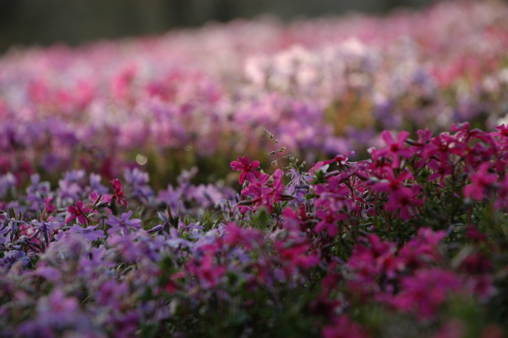 芝桜