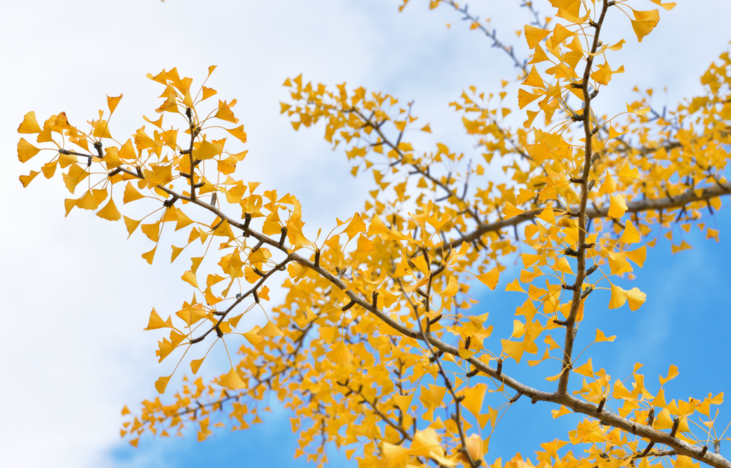 高野山 紅葉⑧
