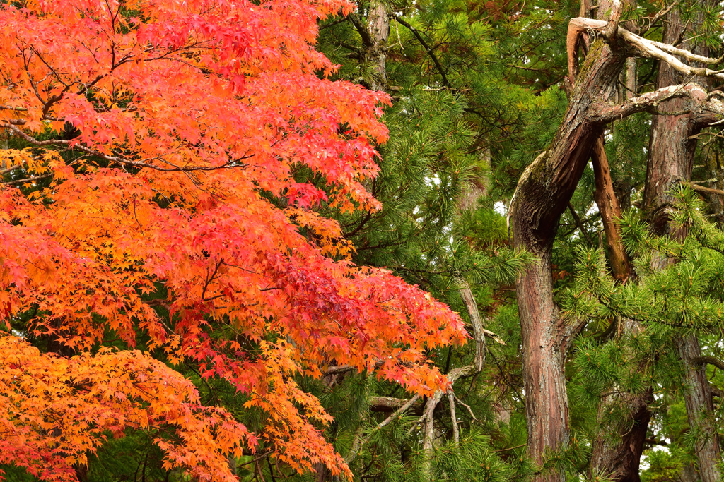 高野山 紅葉⑦