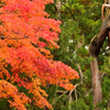 高野山 紅葉⑦