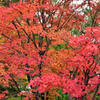 高野山 紅葉①