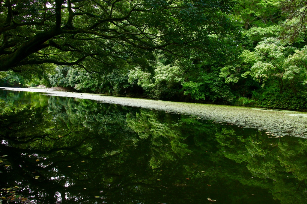緑の水鏡