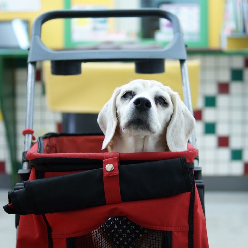 ビーグル犬マリアンヌ