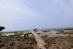 流木