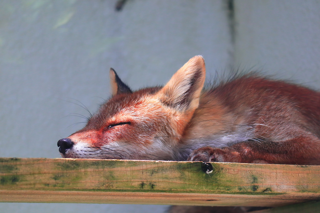 沖縄の動物園は動物も夏バテ
