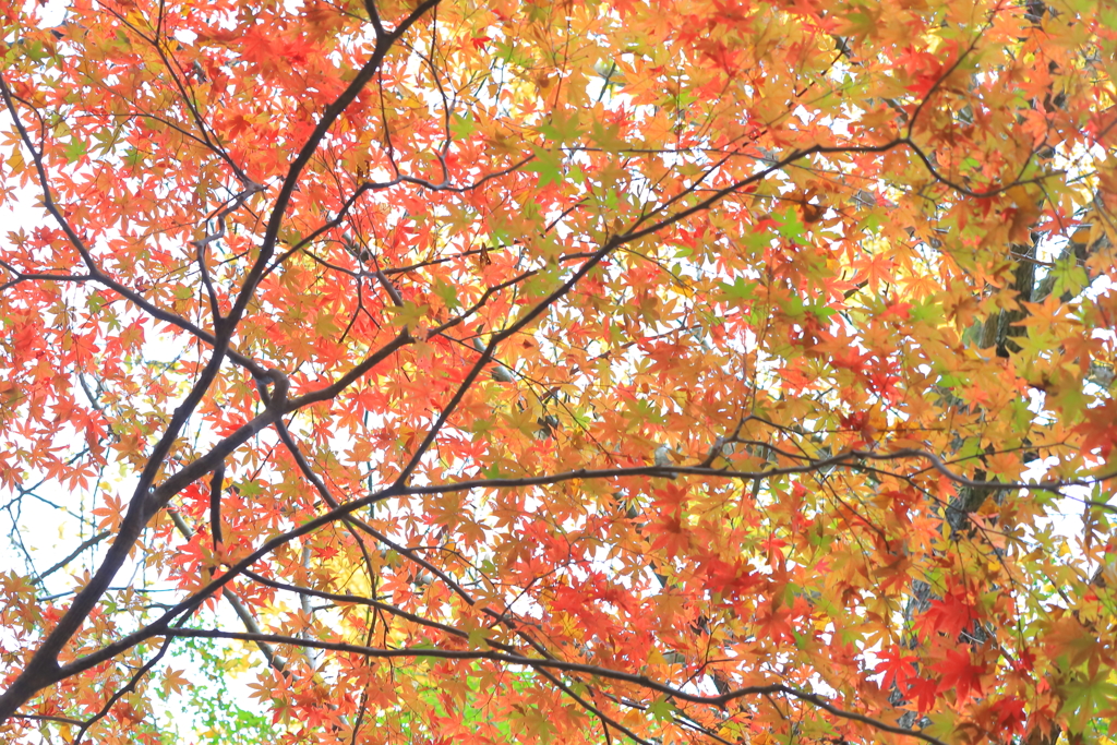 紅葉の天井