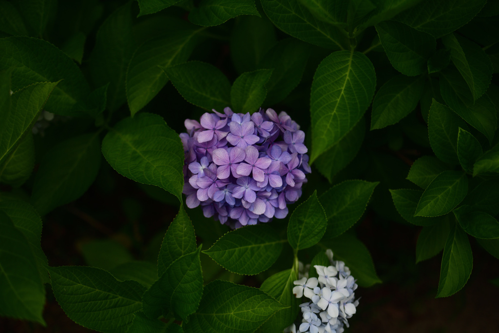 紫陽花