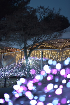 まんのう公園イルミネーション