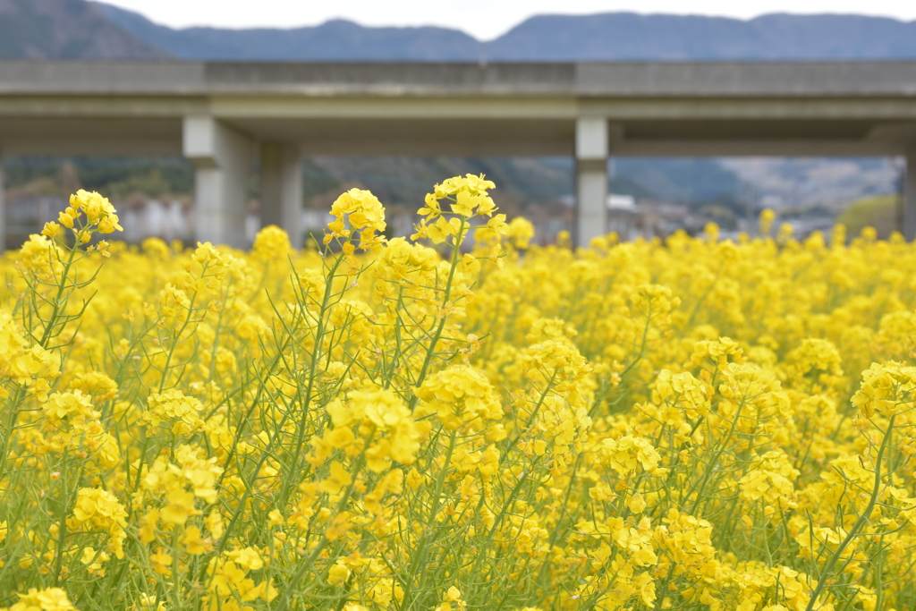 菜の花
