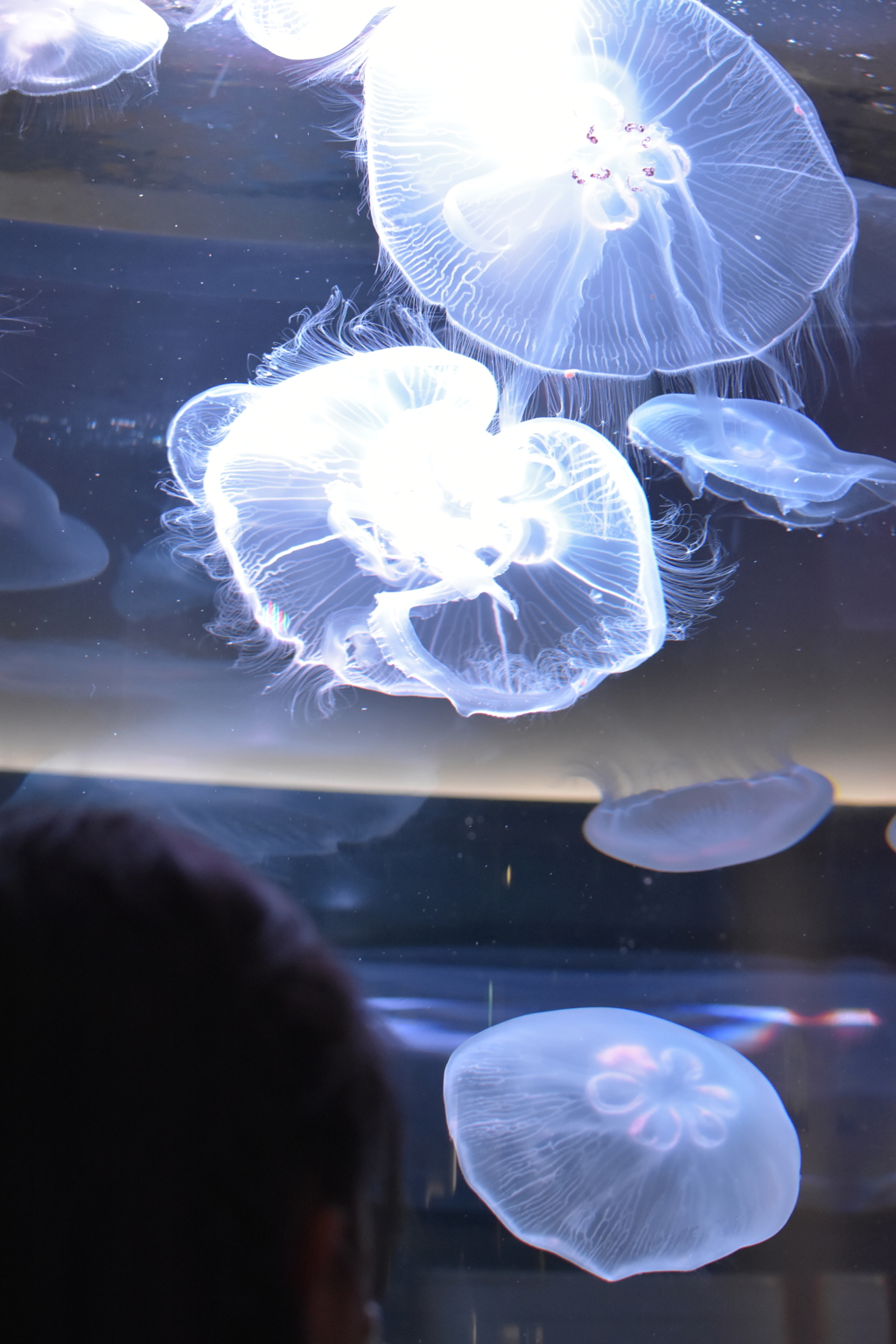 四国水族館