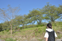 葉桜並木