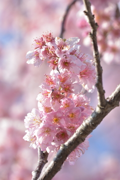 寒桜