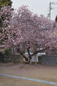 寒桜