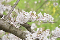 自宅前の桜