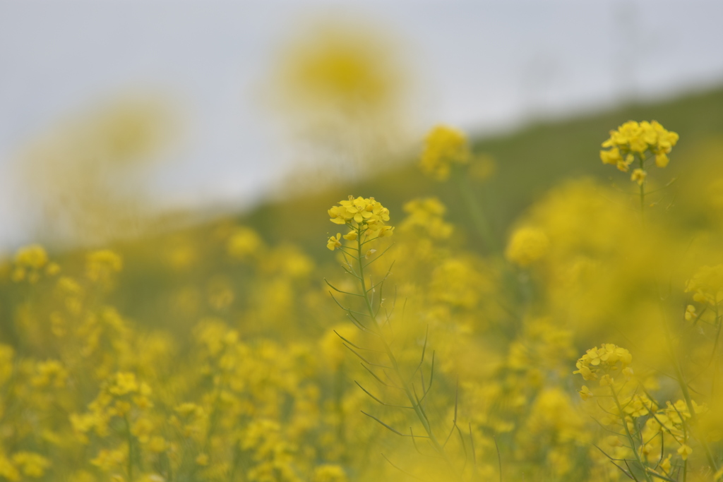 菜の花、再挑戦