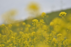 菜の花、再挑戦