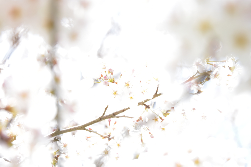 さくら