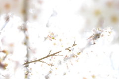 さくら