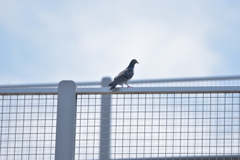 鳩
