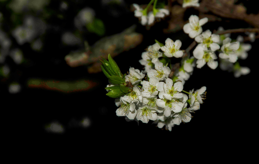 スモモの花咲く