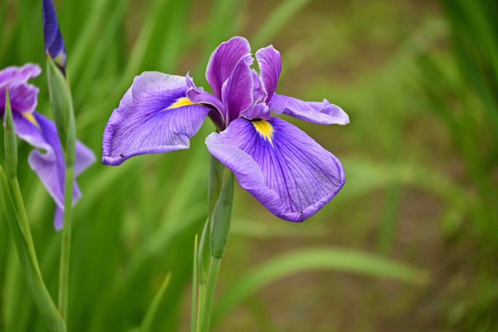 花菖蒲