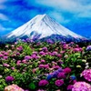 富士と紫陽花