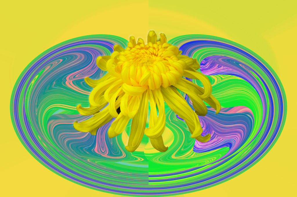 菊
