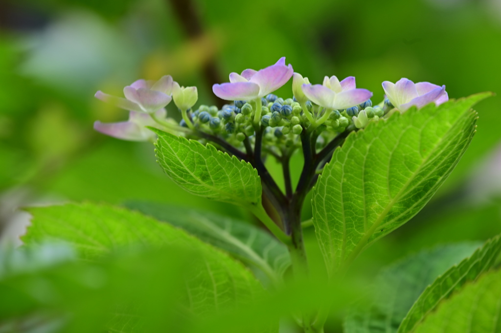 我が家に咲いた紫陽花