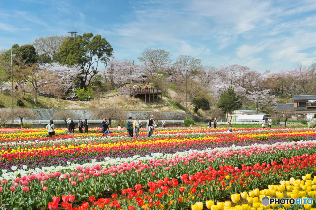 桜とチューリップの競演