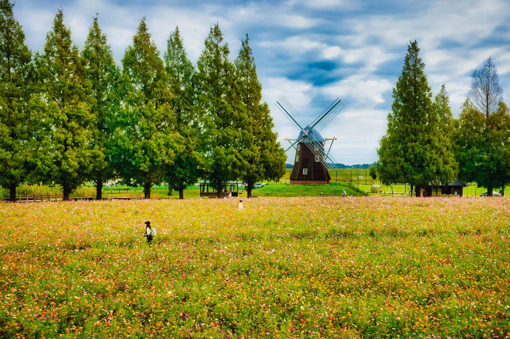 満開のコスモス風景