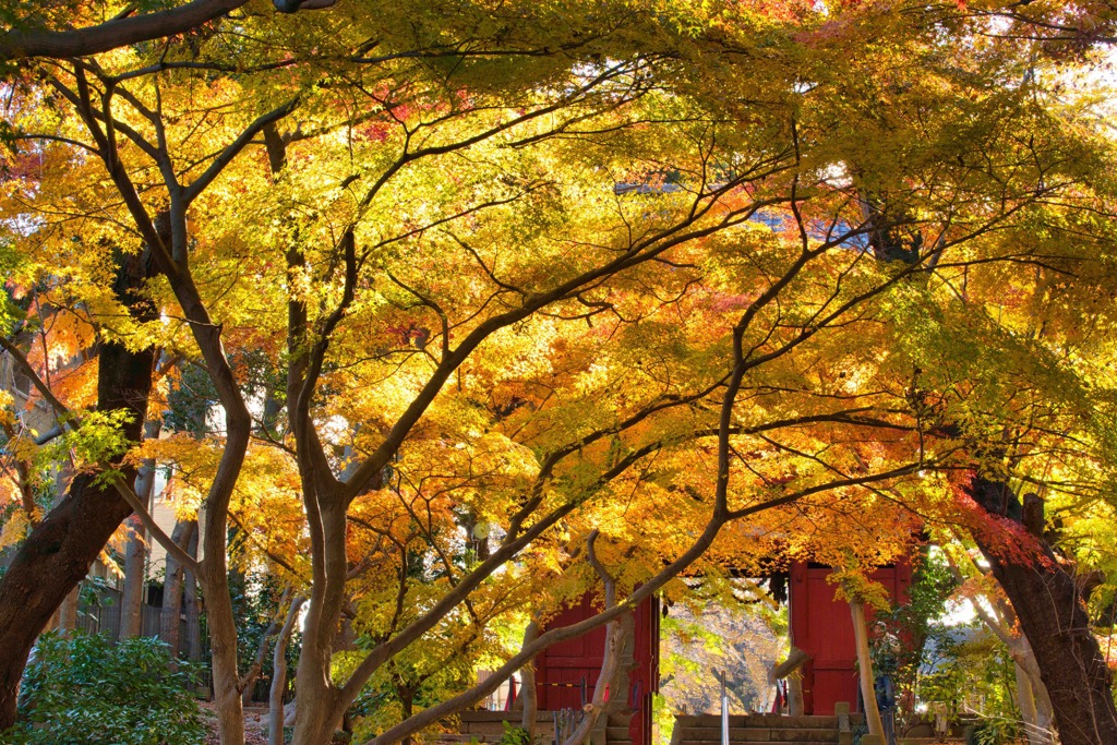 燃る紅葉
