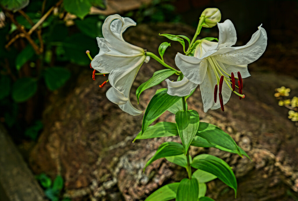 我が家に咲いたゆり-HDR