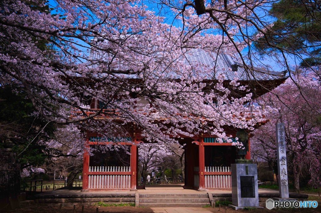 仁王門と桜