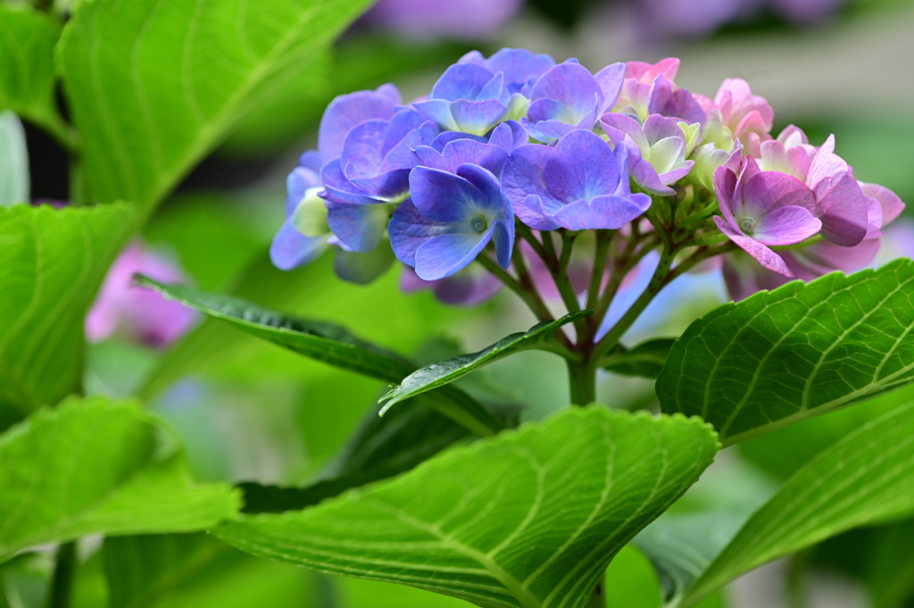 我が家に咲いた紫陽花-3