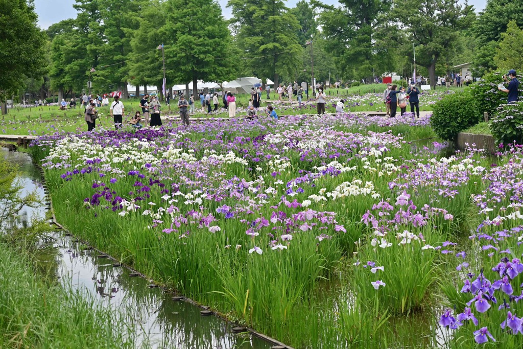 見事な花菖蒲