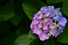 我が家に咲いた紫陽花-2