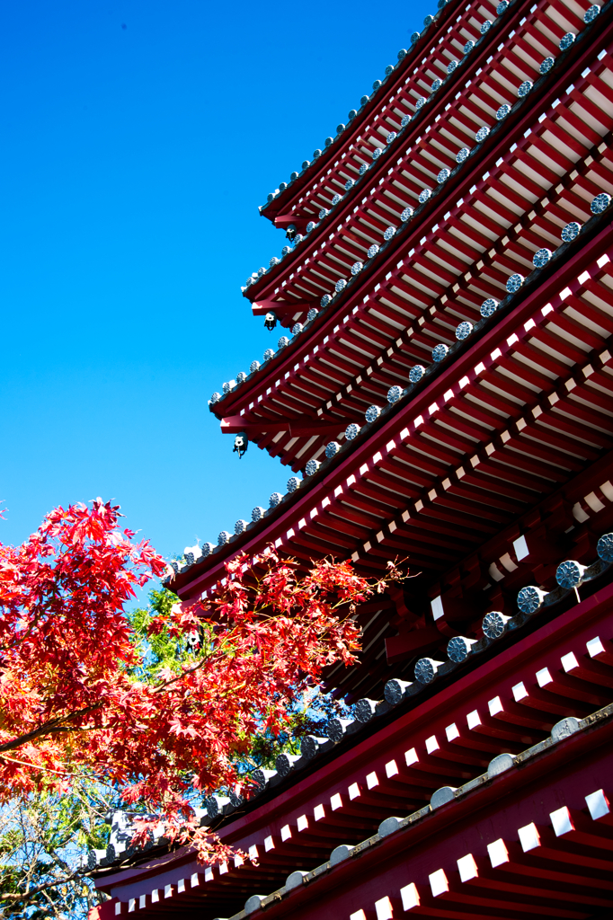 本土寺五重塔