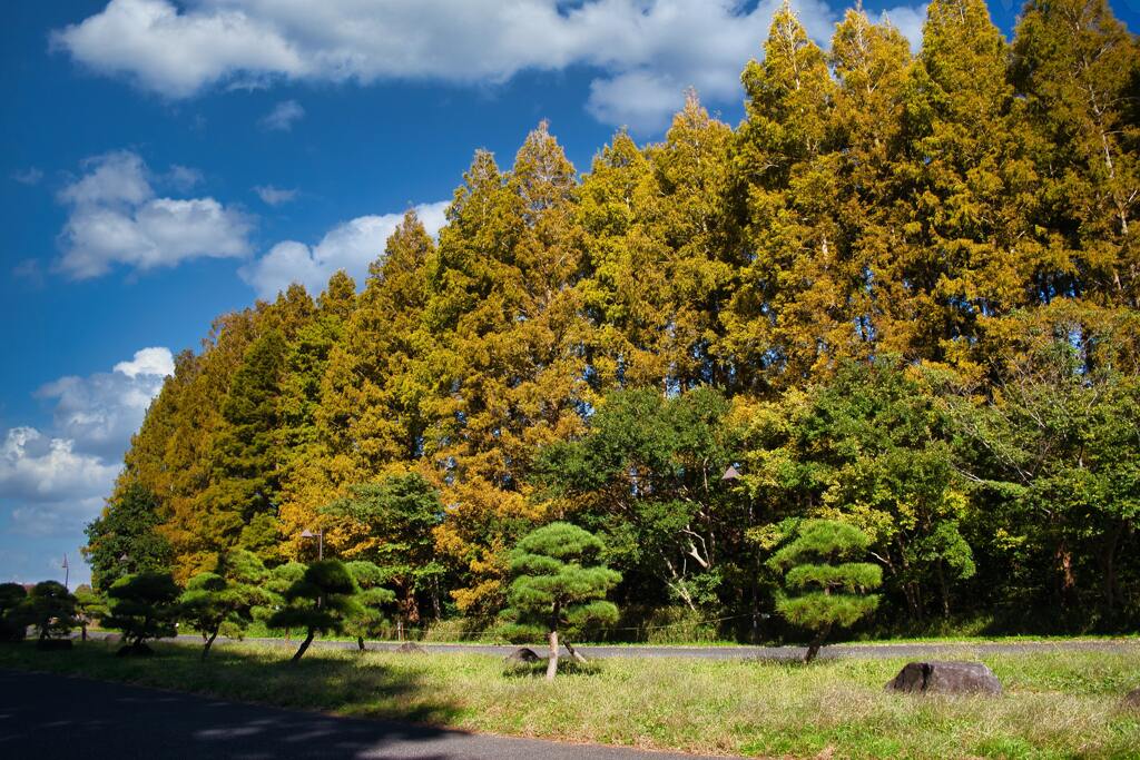 メタセコイアの森