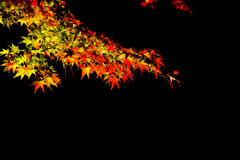 ライトに浮かぶ紅葉